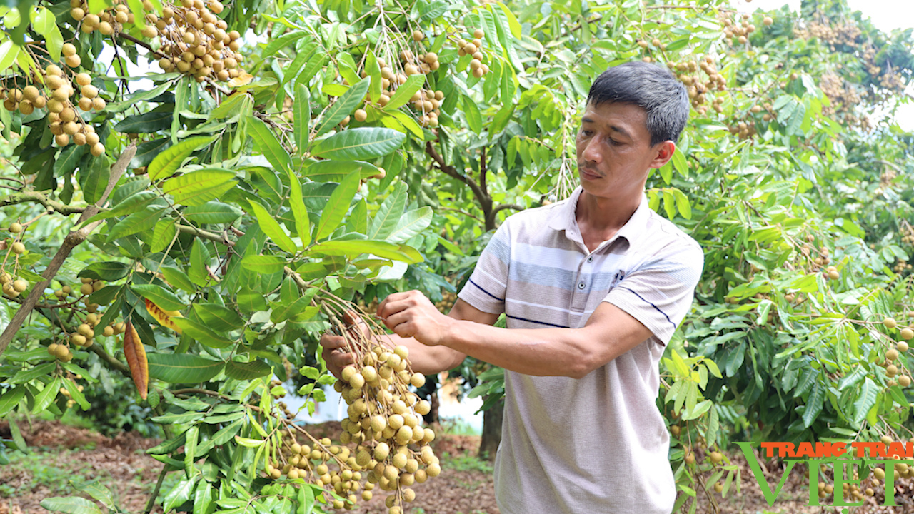 Lão nông Tú Nang: Thu tiền tỷ từ việc cải tạo vườn tạp - Ảnh 2.