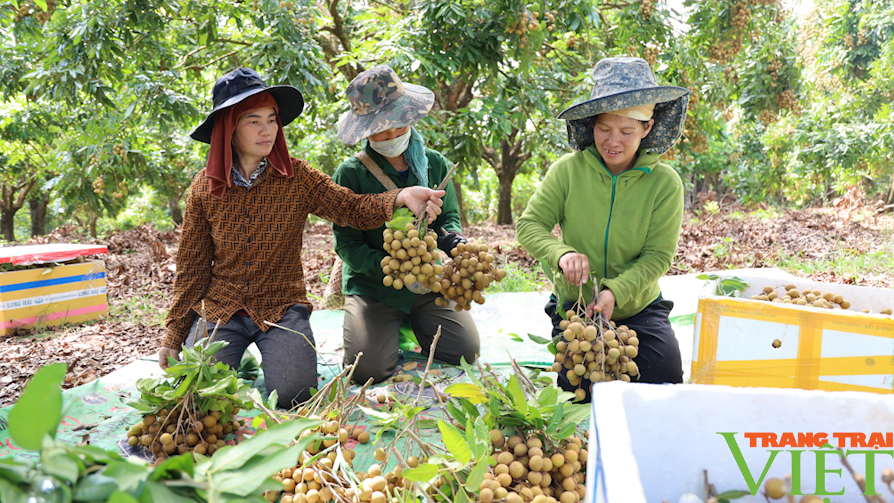 Lão nông Tú Nang: Thu tiền tỷ từ việc cải tạo vườn tạp - Ảnh 4.