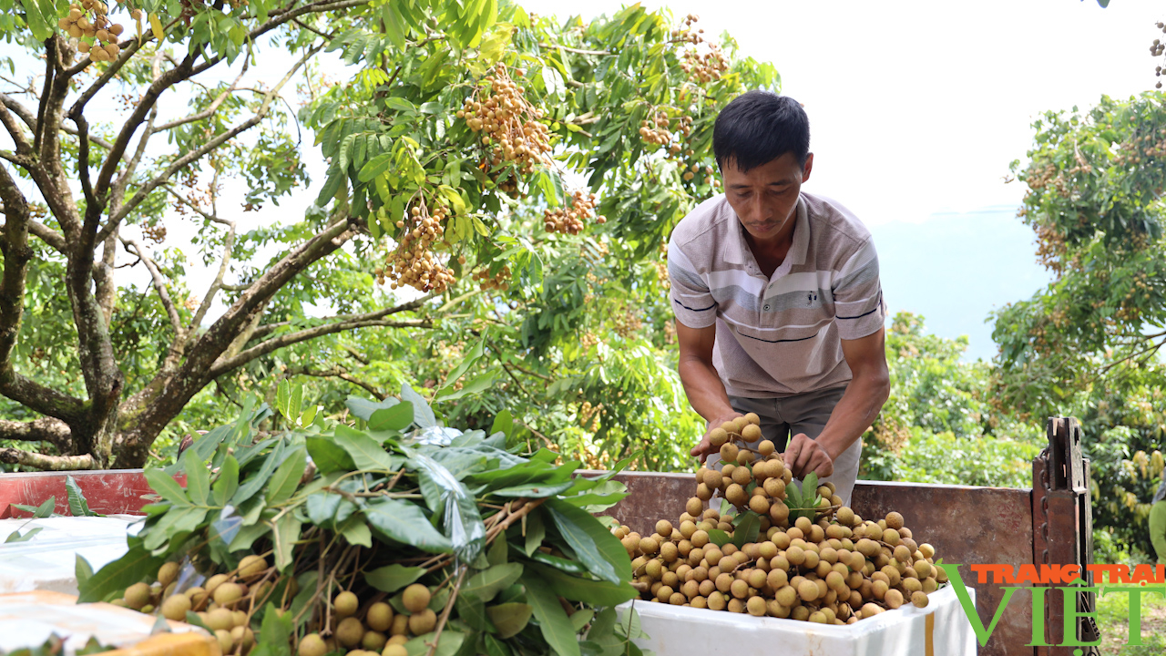 Lão nông Tú Nang: Thu tiền tỷ từ việc cải tạo vườn tạp - Ảnh 5.