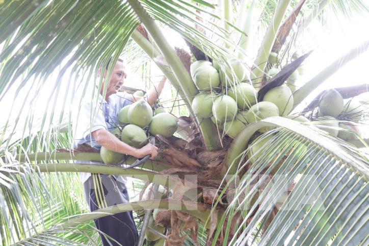 Giá dừa khô nguyên liệu tăng trở lại - Ảnh 1.