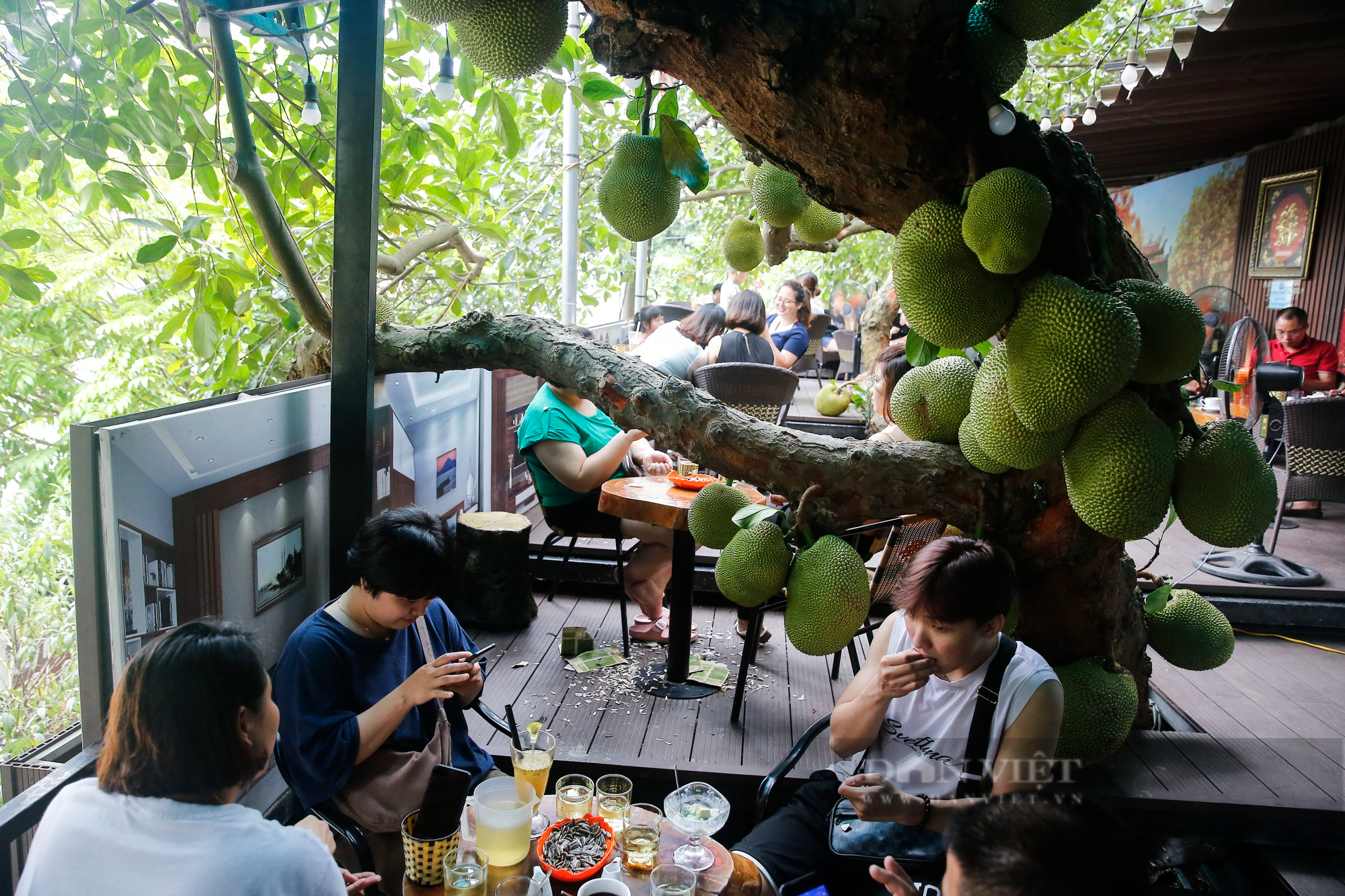 Độc lạ quán cà phê mít sai trĩu quả, treo lơ lửng trên đầu khách tại Tuyên Quang - Ảnh 2.