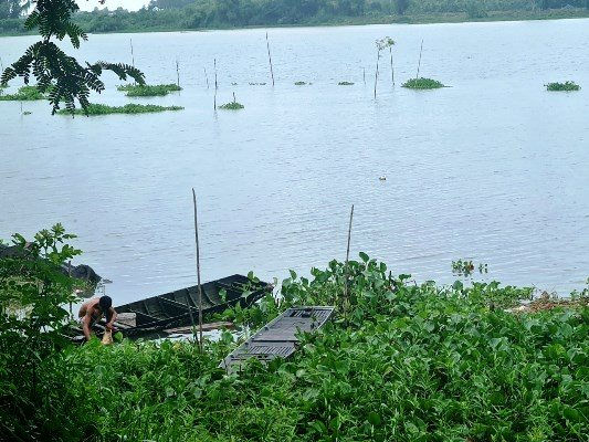 An Giang: Cá linh non xuất hiện lai rai với giá 150.000 đồng/kg - Ảnh 3.