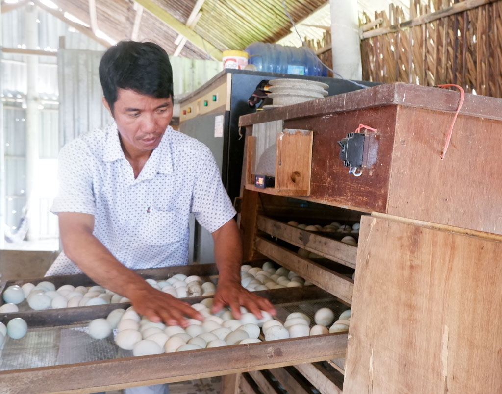 Nuôi vịt trời, một nông dân Long An lãi hàng trăm triệu - Ảnh 1.