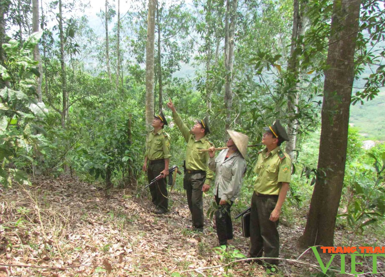 Lai Châu: Động lực để người dân Phong Thổ giữ và phát triển rừng - Ảnh 3.