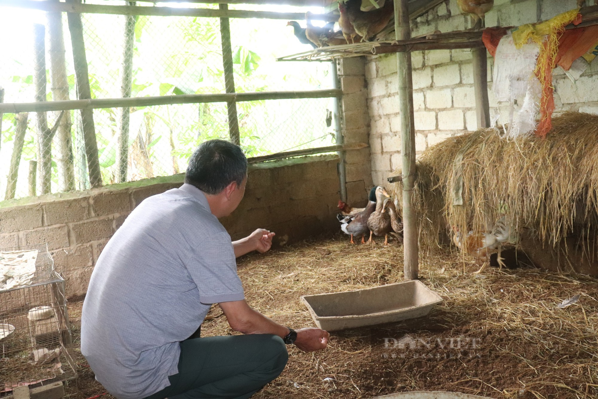 Giống vịt &quot;tiến vua&quot; ở Thanh Hóa đang đang đứng trước nguy cơ tuyệt chủng là giống vịt nào? - Ảnh 4.