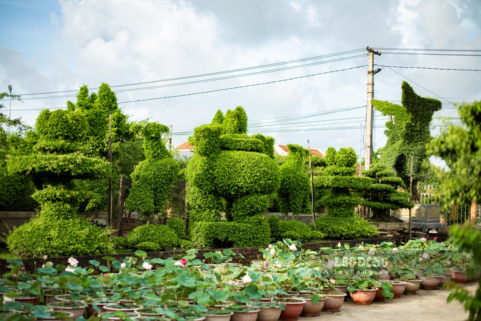 Nam Định: Ngôi làng của những “kỳ hoa, dị thảo” - Ảnh 11.