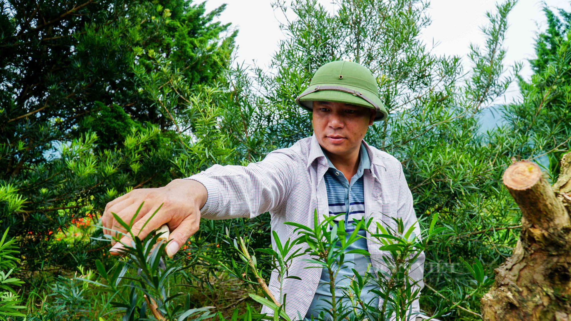 Hà Giang: Cả làng làm nghề trồng cây cảnh, trồng hoa, nhiều nông dân là tỷ phú - Ảnh 4.