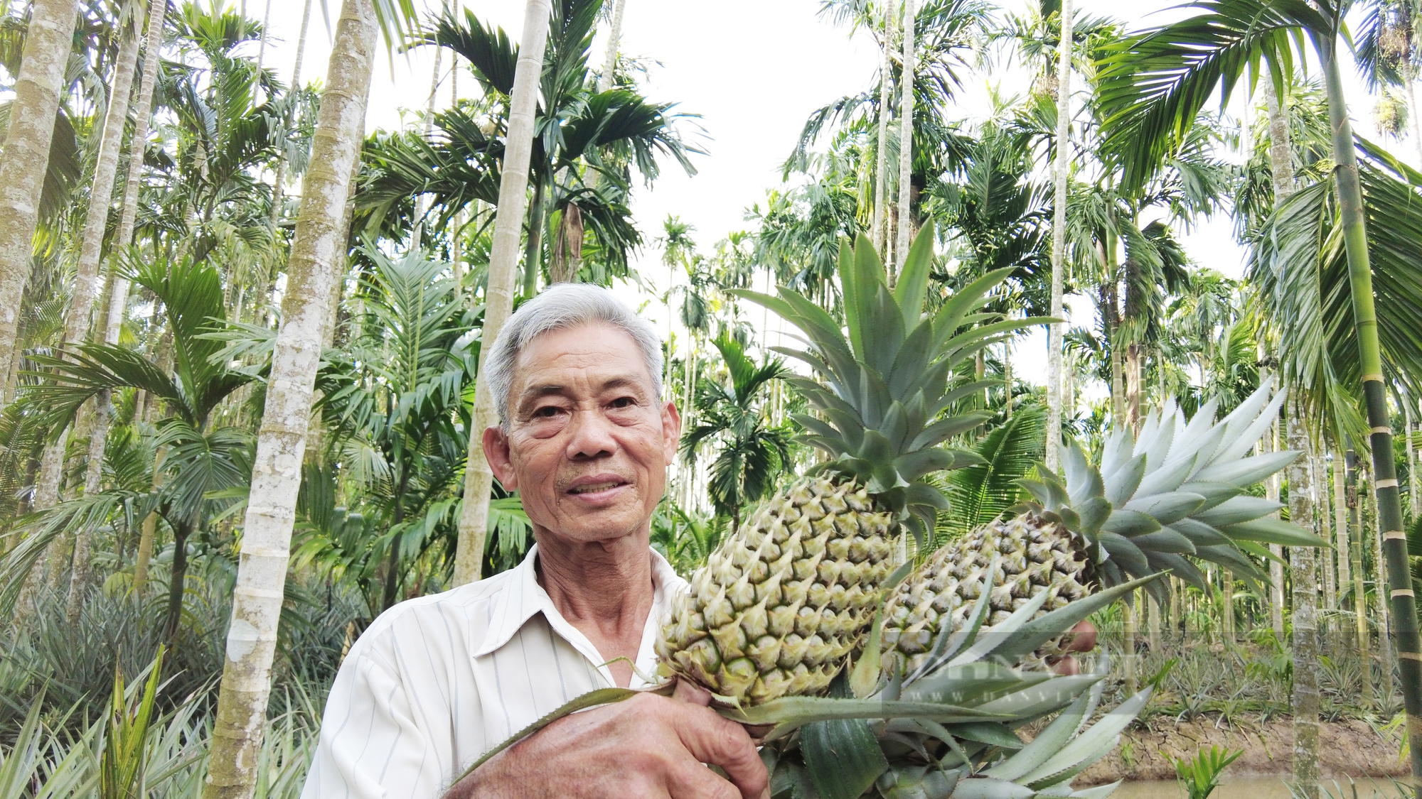 Trồng cây khóm, cây cau và cây dừa chung vườn, lão nông ở Kiên Giang trở thành &quot;Nông dân Việt Nam xuất sắc 2022&quot; - Ảnh 1.