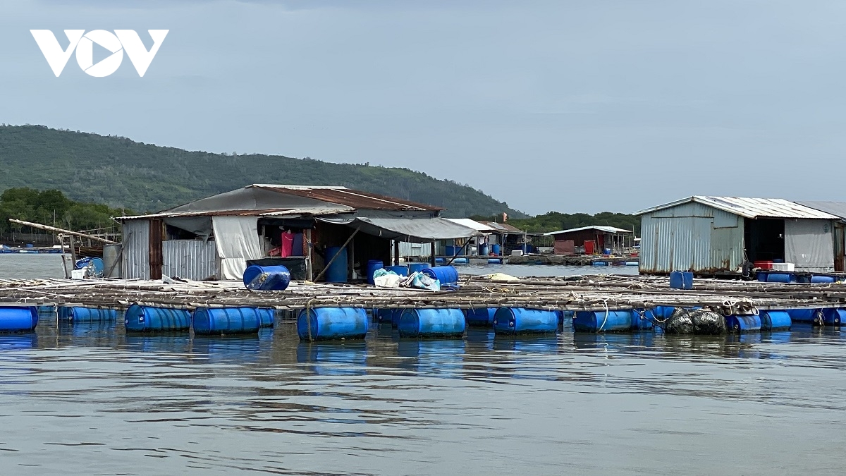 Bà Rịa - Vũng Tàu: Giá cá lồng bè tăng cao trong nhiều năm qua, người nuôi phấn khởi - Ảnh 1.