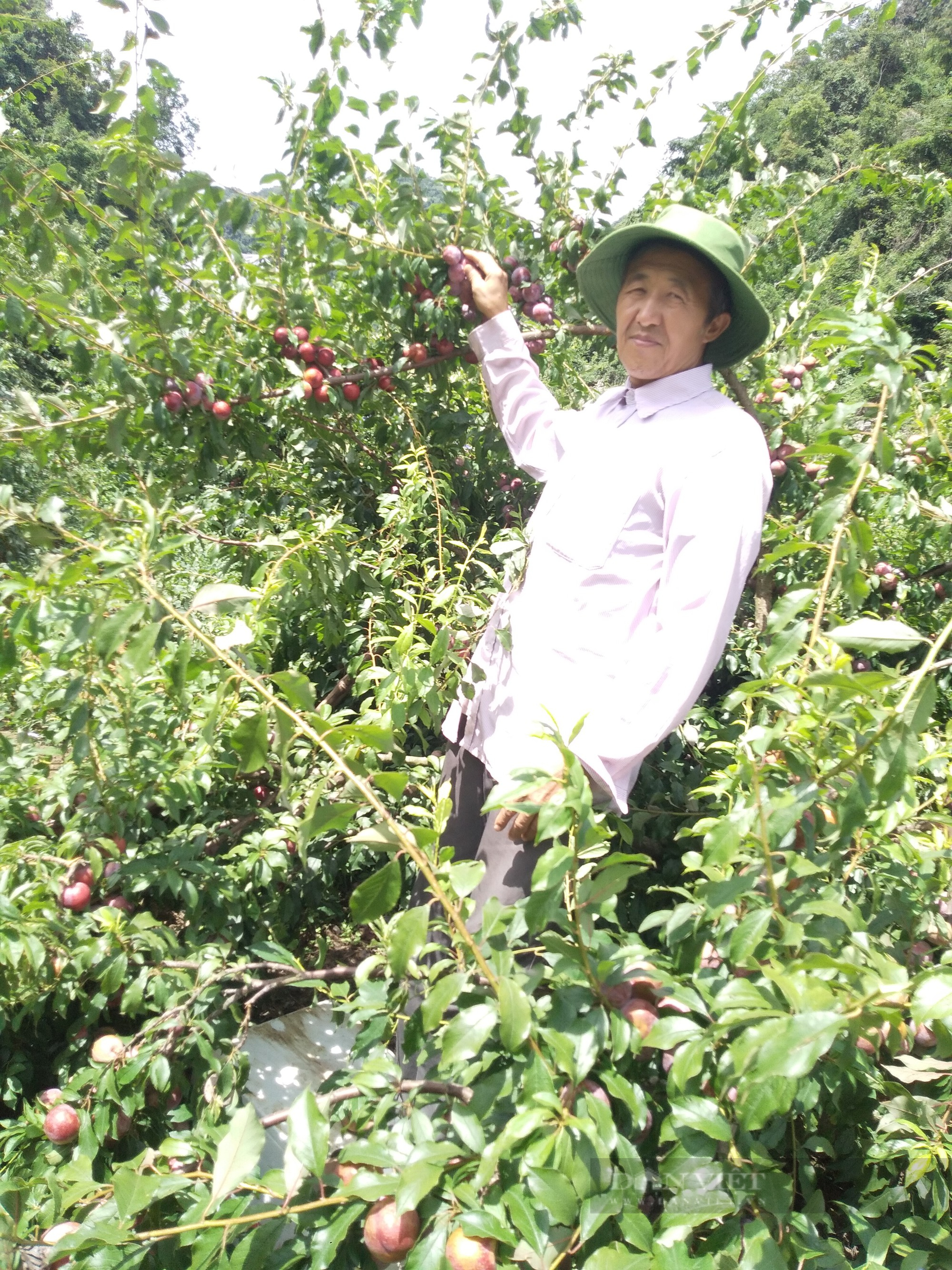 Nông dân người Mông Sơn La ăn củ mài từ bé, nay thành Nông dân Việt Nam xuất sắc 2022 nhờ trồng cây ăn quả - Ảnh 6.