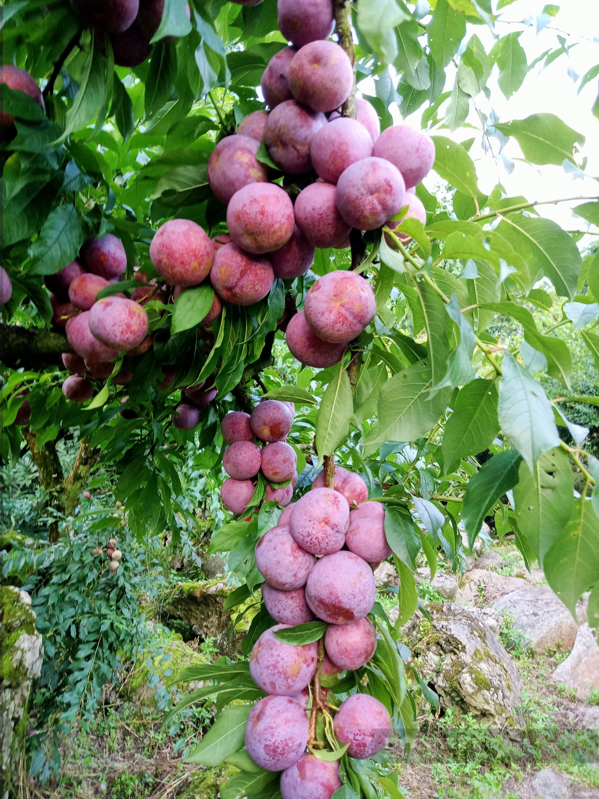 Nông dân người Mông Sơn La ăn củ mài từ bé, nay thành Nông dân Việt Nam xuất sắc 2022 nhờ trồng cây ăn quả - Ảnh 8.