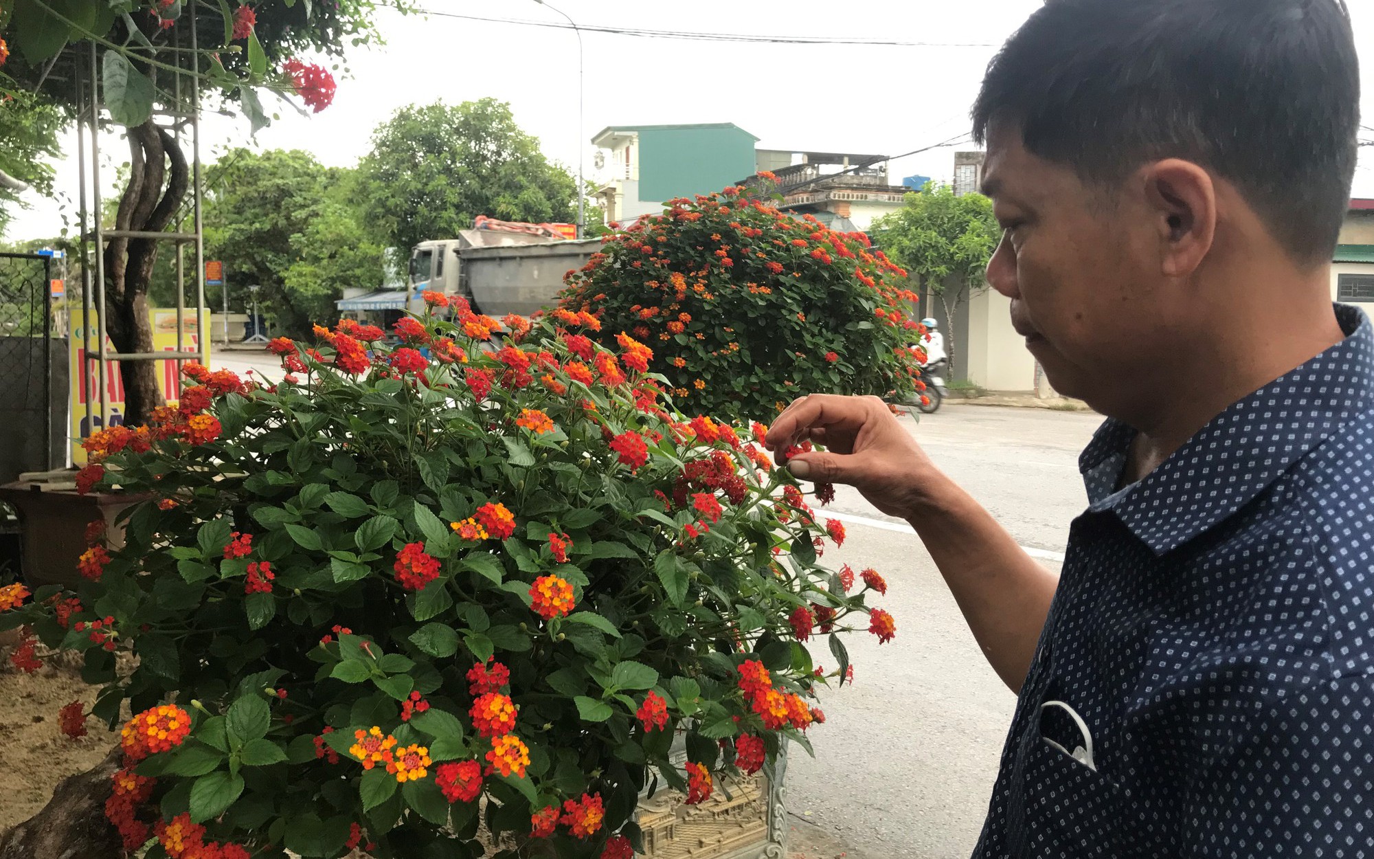 Loài hoa dại mọc đầy ở vùng nông thôn nay được "nâng tầm" thành cây cảnh hạng sang giá chục triệu