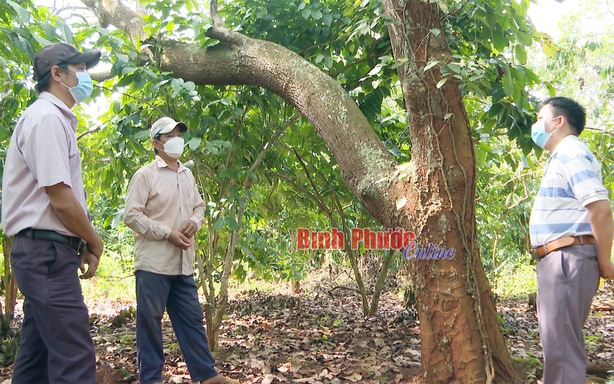 Làm vườn đa canh, tưởng &quot;trồng lung tung&quot;, ai ngờ một ông nông dân Bình Phước thu tiền tỷ - Ảnh 2.