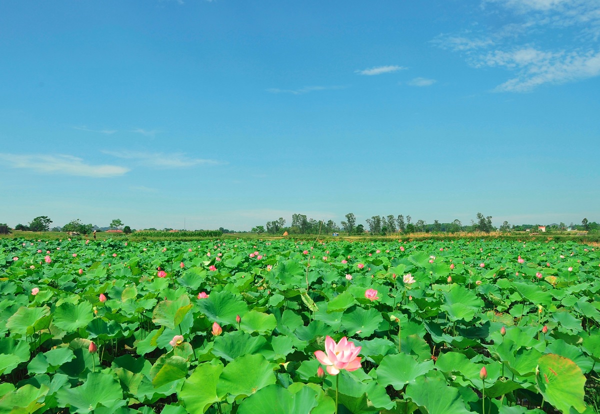 Ngỡ ngàng trước cảnh thanh bình ở di sản Thành nhà Hồ - Ảnh 14.