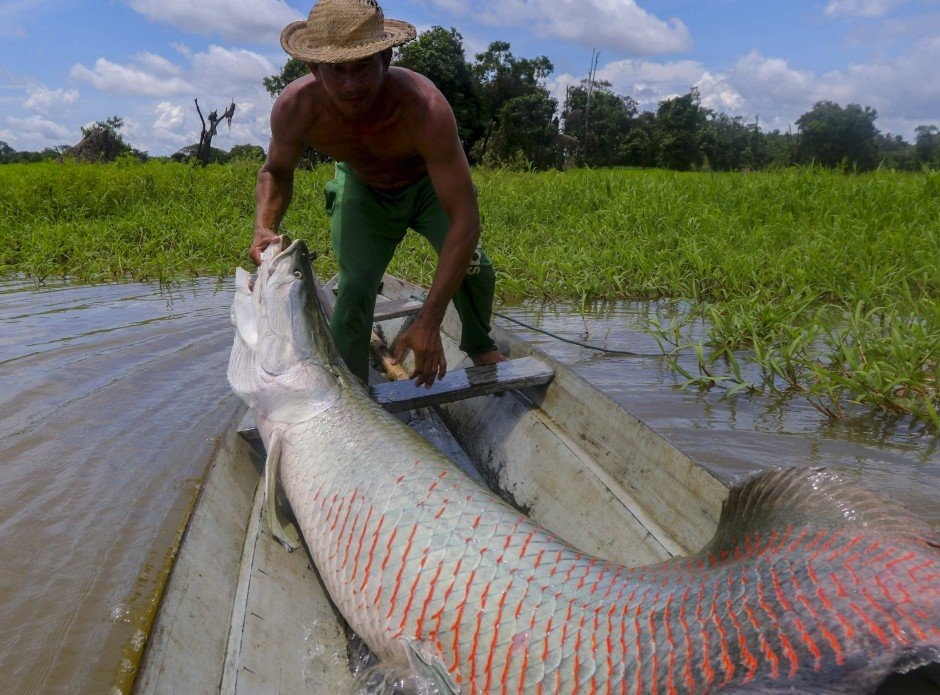 Nhiều thợ săn chật vật &quot;thu phục&quot; thủy quái cá hải tượng long khổng lồ ở vùng châu thổ sông Amazon - Ảnh 3.