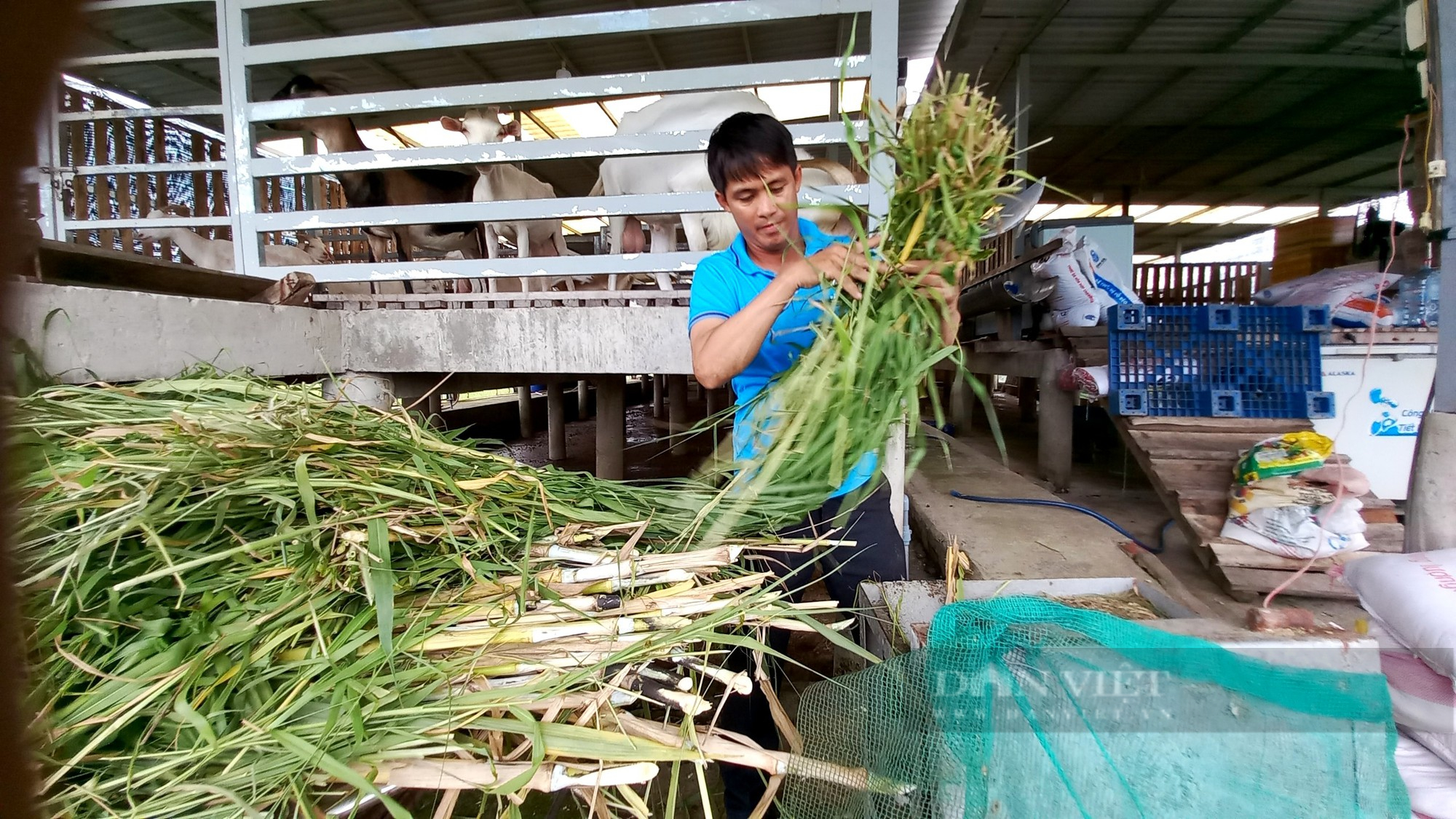 Trai làng Sài Gòn thử sức làm giàu với hợp tác xã  - Ảnh 4.