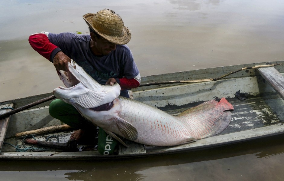 Nhiều thợ săn chật vật &quot;thu phục&quot; thủy quái cá hải tượng long khổng lồ ở vùng châu thổ sông Amazon - Ảnh 4.