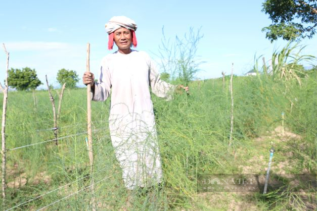 Nữ nông dân người Chăm ở Ninh Thuận phủ xanh đồi cát trắng, trở thành nông dân sản xuất giỏi năm 2022 - Ảnh 8.