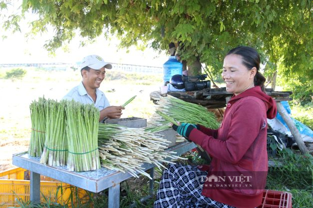 Nữ thủ lĩnh người Chăm ở Ninh Thuận phủ xanh đồi cát trắng, trở thành nông dân sản xuất giỏi năm 2022 - Ảnh 4.