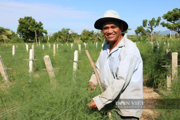 Nữ thủ lĩnh người Chăm ở Ninh Thuận phủ xanh đồi cát trắng, trở thành nông dân sản xuất giỏi năm 2022 - Ảnh 3.