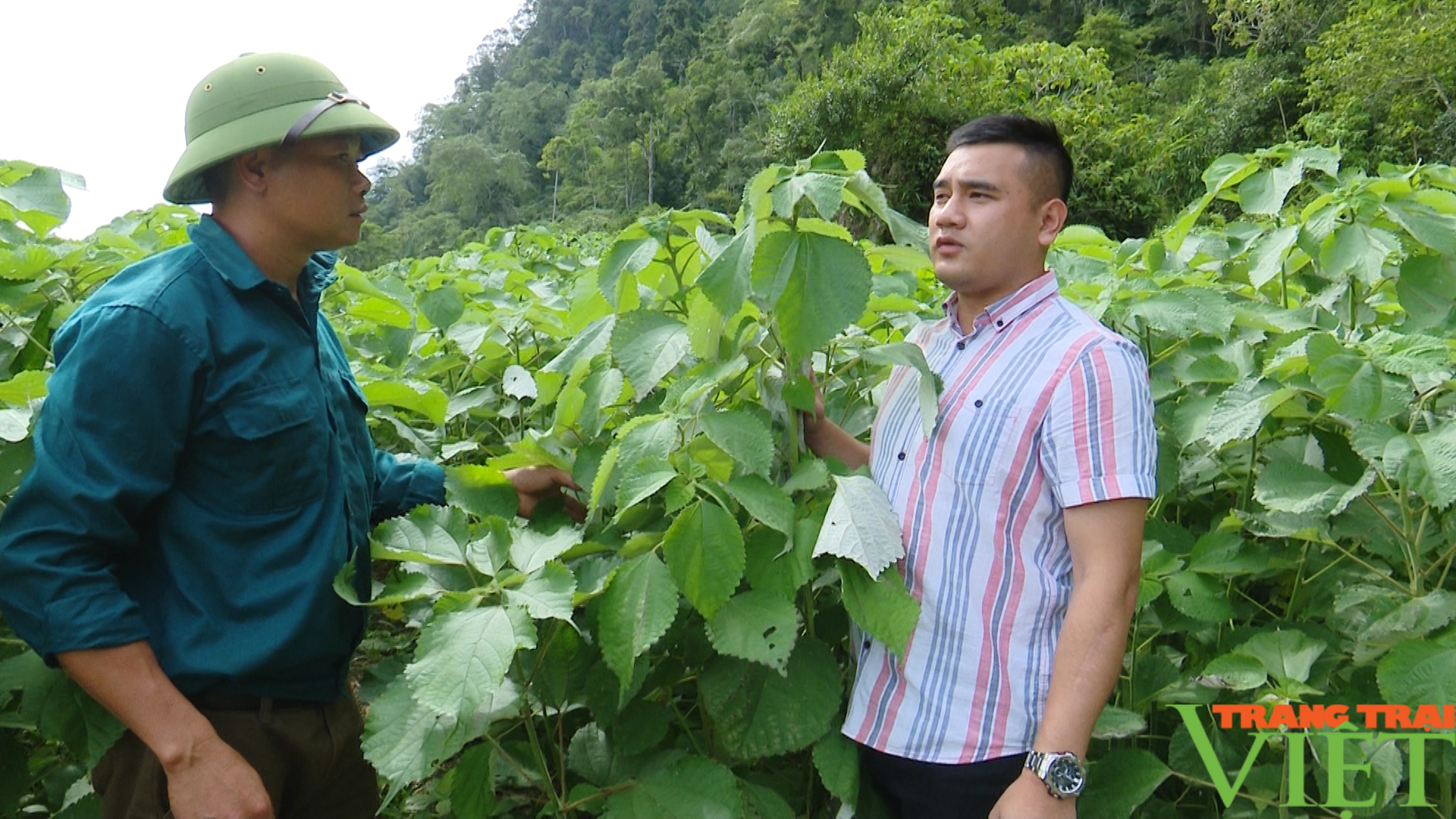 Cây gai xanh dễ trồng, mang lại hiệu quả kinh tế cao cho nông dân Sơn La - Ảnh 3.