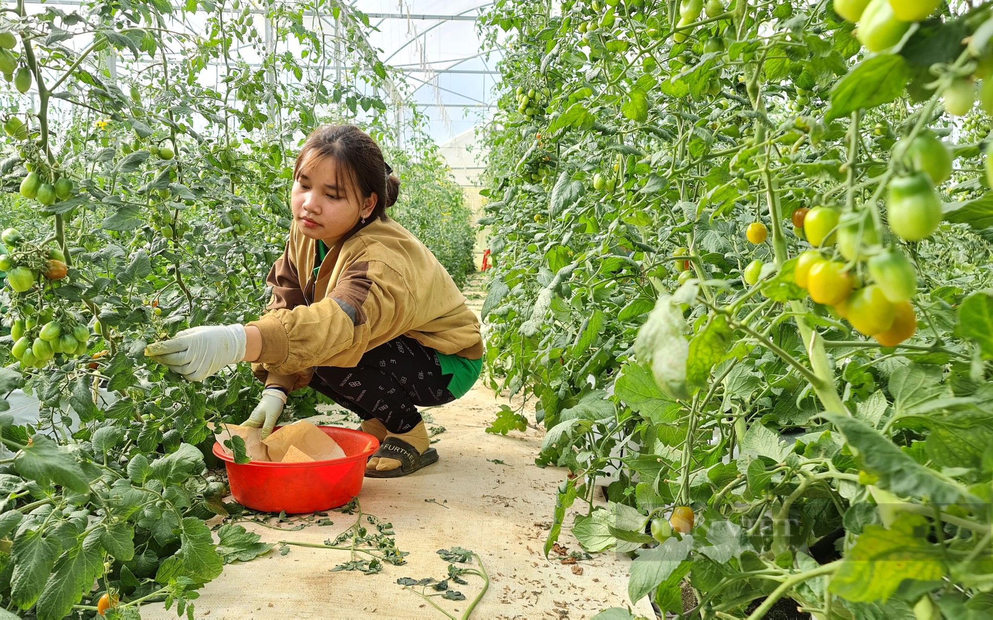 Nông dân Việt Nam xuất sắc 2022 tại Lâm Đồng, “ngồi uống cà phê” cũng tưới được rau trong vườn - Ảnh 7.