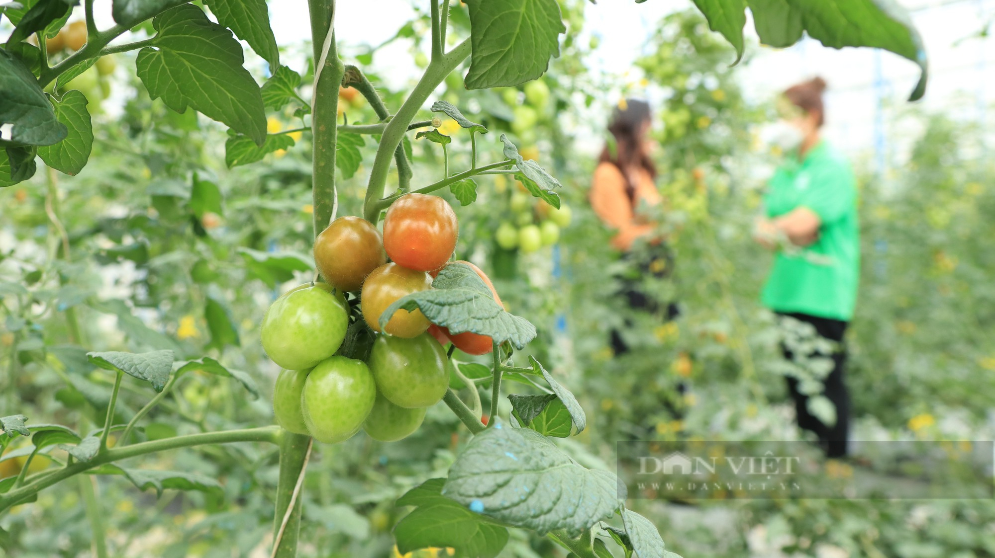 Nông dân Việt Nam xuất sắc 2022 tại Lâm Đồng, “ngồi uống cà phê” cũng tưới được rau trong vườn - Ảnh 3.