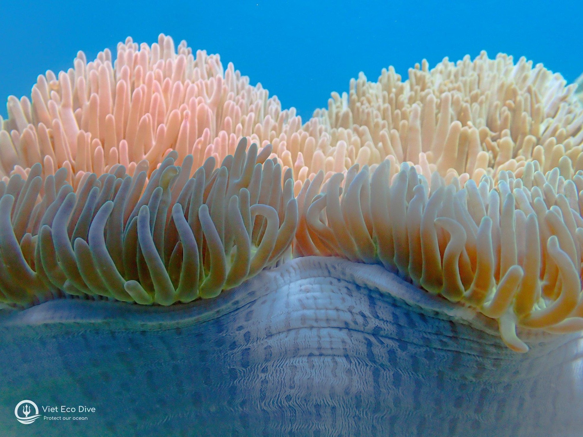Những rạn san hô tuyệt đẹp dưới đáy biển Việt Nam - Ảnh 3.