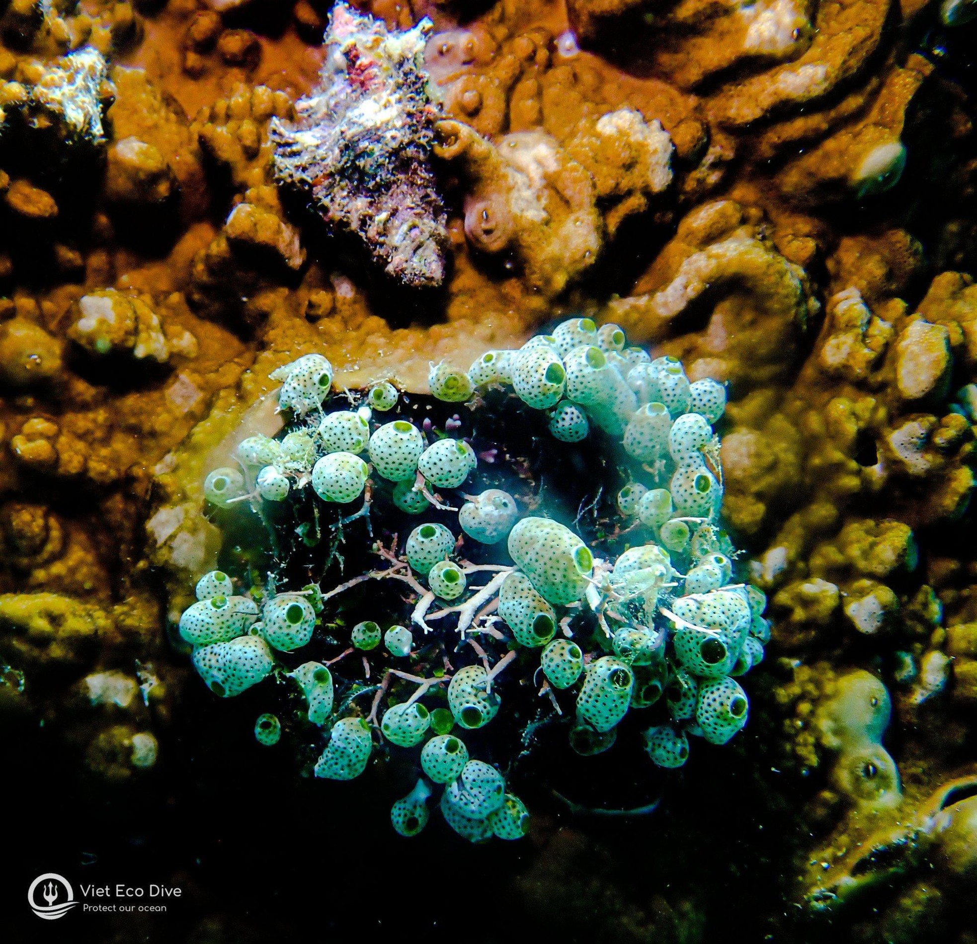 Những rạn san hô tuyệt đẹp dưới đáy biển Việt Nam - Ảnh 5.