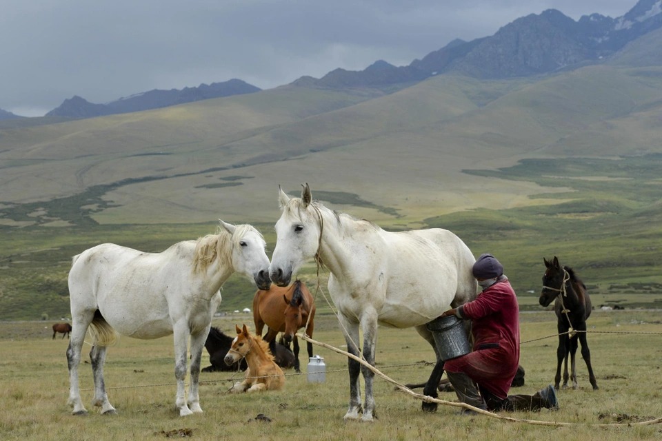 Đây là loại sữa ngựa thượng hạng ở vùng núi cao 2.500 mét - Ảnh 7.
