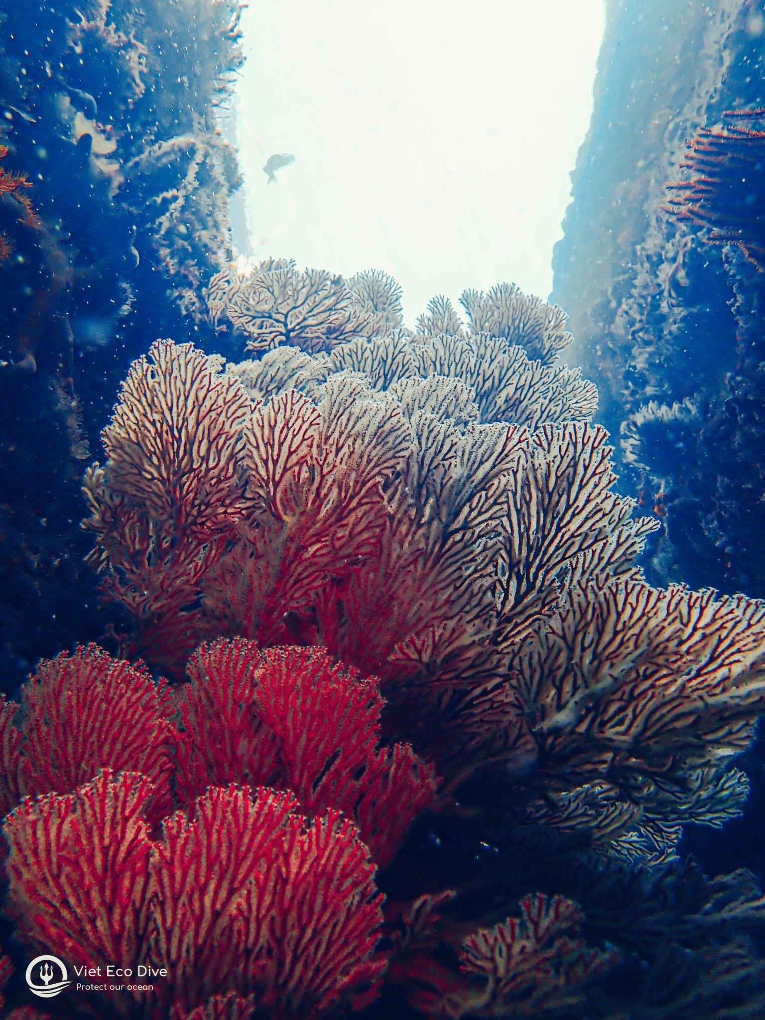 Những rạn san hô tuyệt đẹp dưới đáy biển Việt Nam - Ảnh 8.