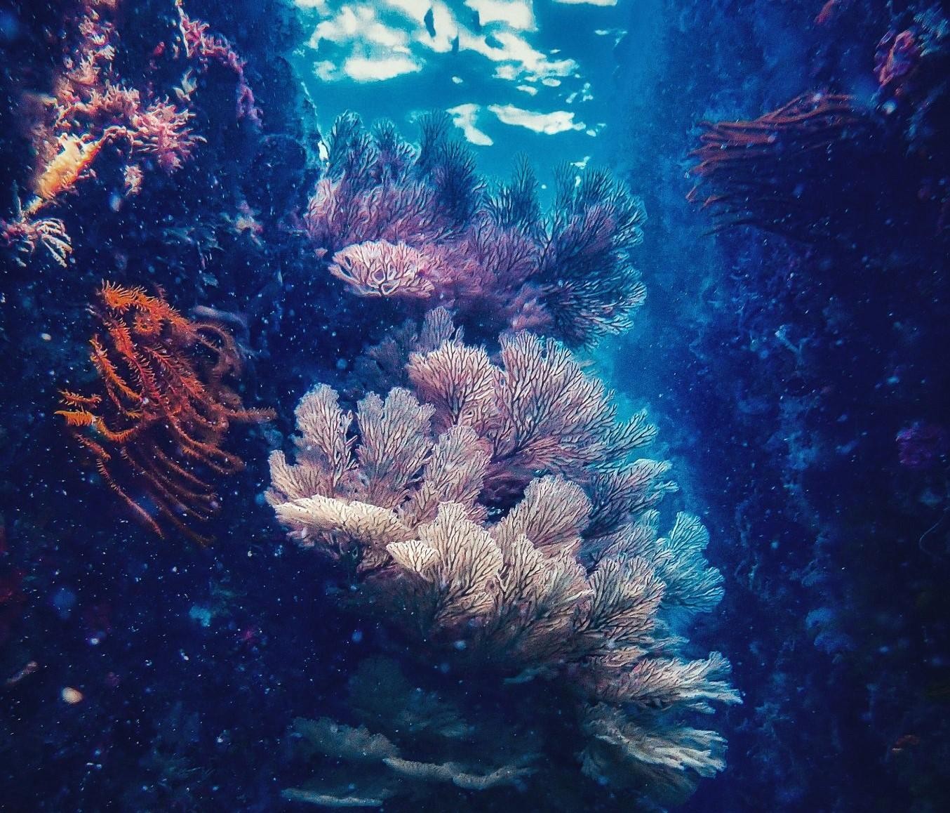 Những rạn san hô tuyệt đẹp dưới đáy biển Việt Nam - Ảnh 9.