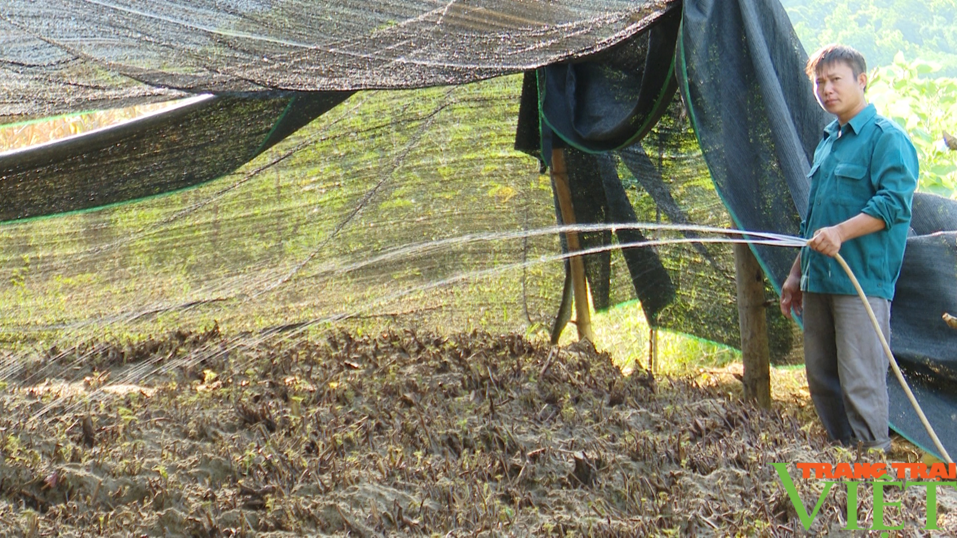 Cây gai xanh dễ trồng, mang lại hiệu quả kinh tế cao cho nông dân Sơn La - Ảnh 6.