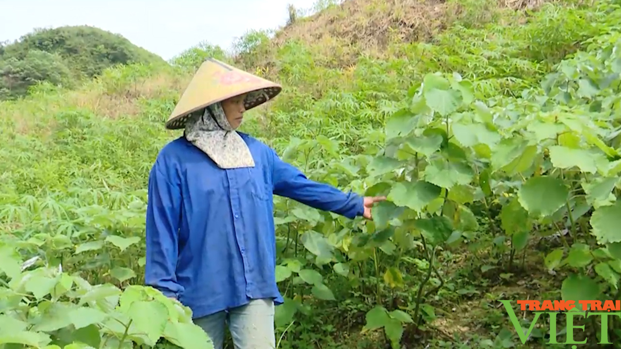 Cây gai xanh dễ trồng, mang lại hiệu quả kinh tế cao cho nông dân Sơn La - Ảnh 4.