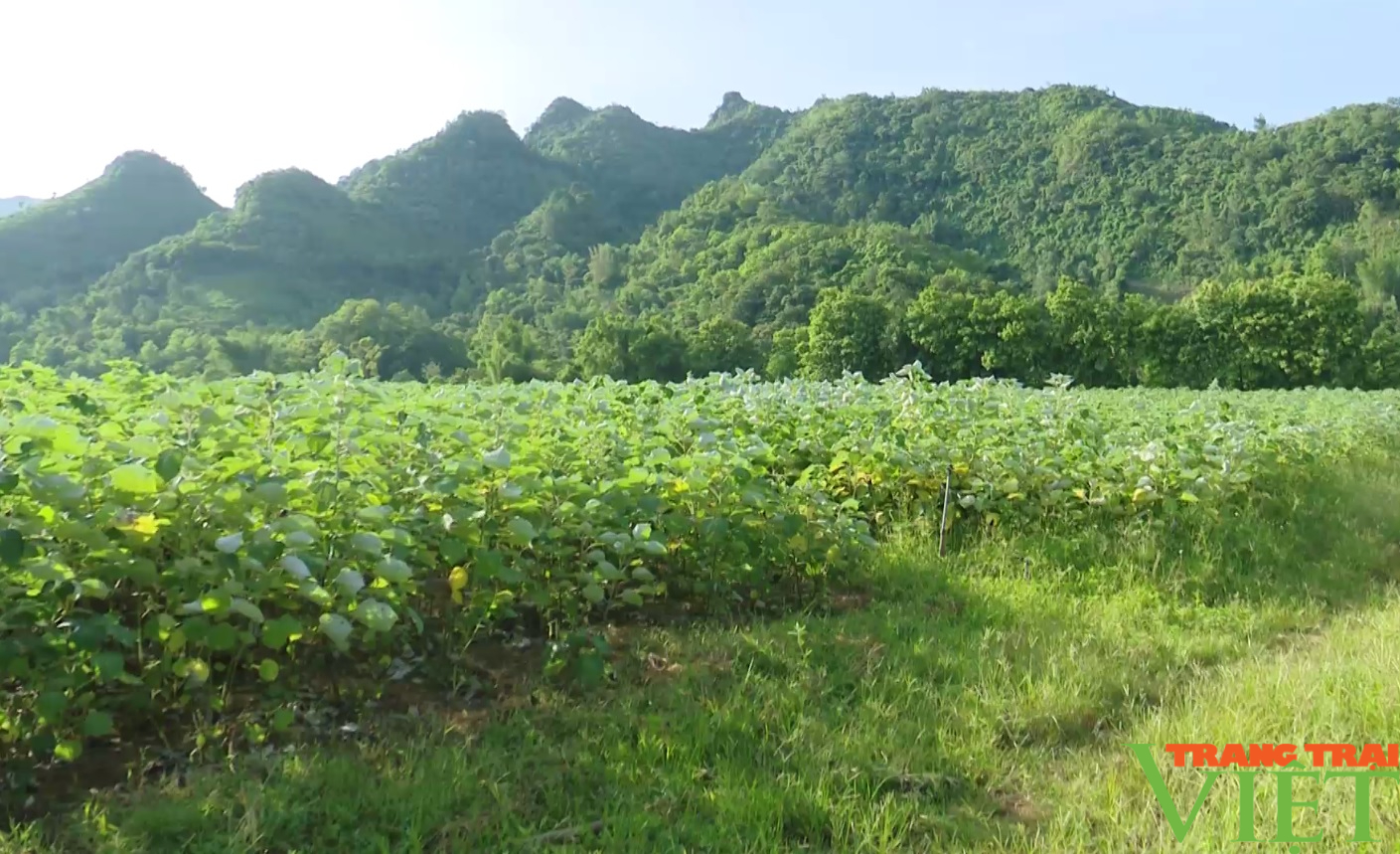 Cây gai xanh dễ trồng, mang lại hiệu quả kinh tế cao cho nông dân Sơn La - Ảnh 2.