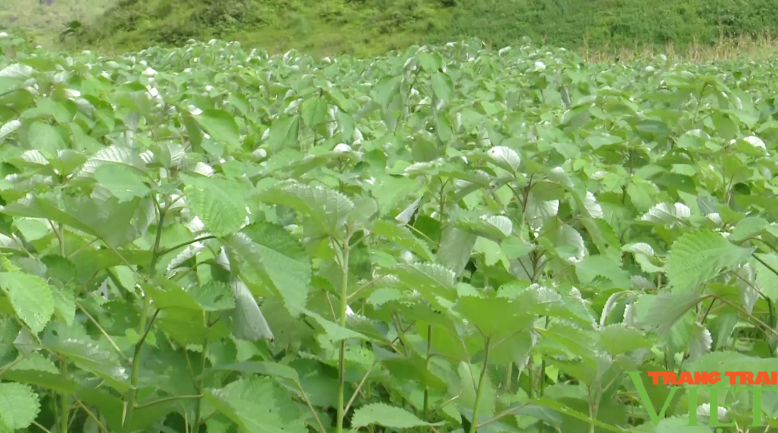 Cây gai xanh dễ trồng, mang lại hiệu quả kinh tế cao cho nông dân Sơn La - Ảnh 7.