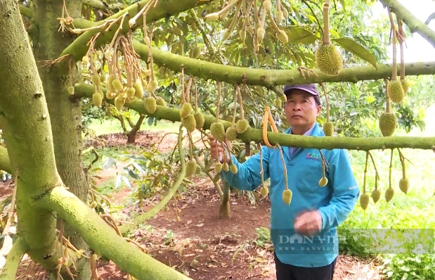 Chủ tịch Hội Nông dân tỉnh Đắk Nông: Phong trào Nông dân SXKDG lan tỏa sâu rộng, cải thiện mạnh mẽ đời sống nông dân - Ảnh 2.