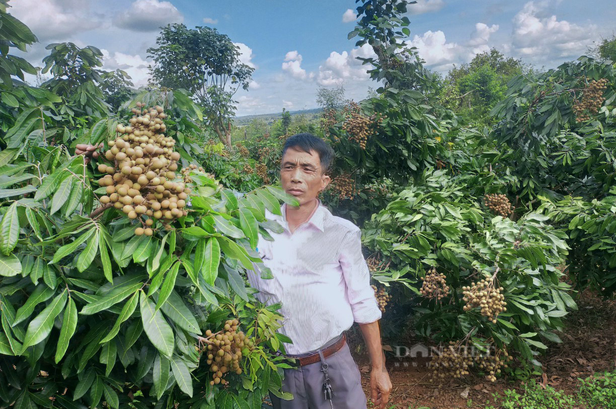 Chủ tịch Hội Nông dân tỉnh Đắk Nông: Phong trào Nông dân SXKDG lan tỏa sâu rộng, cải thiện mạnh mẽ đời sống nông dân - Ảnh 3.