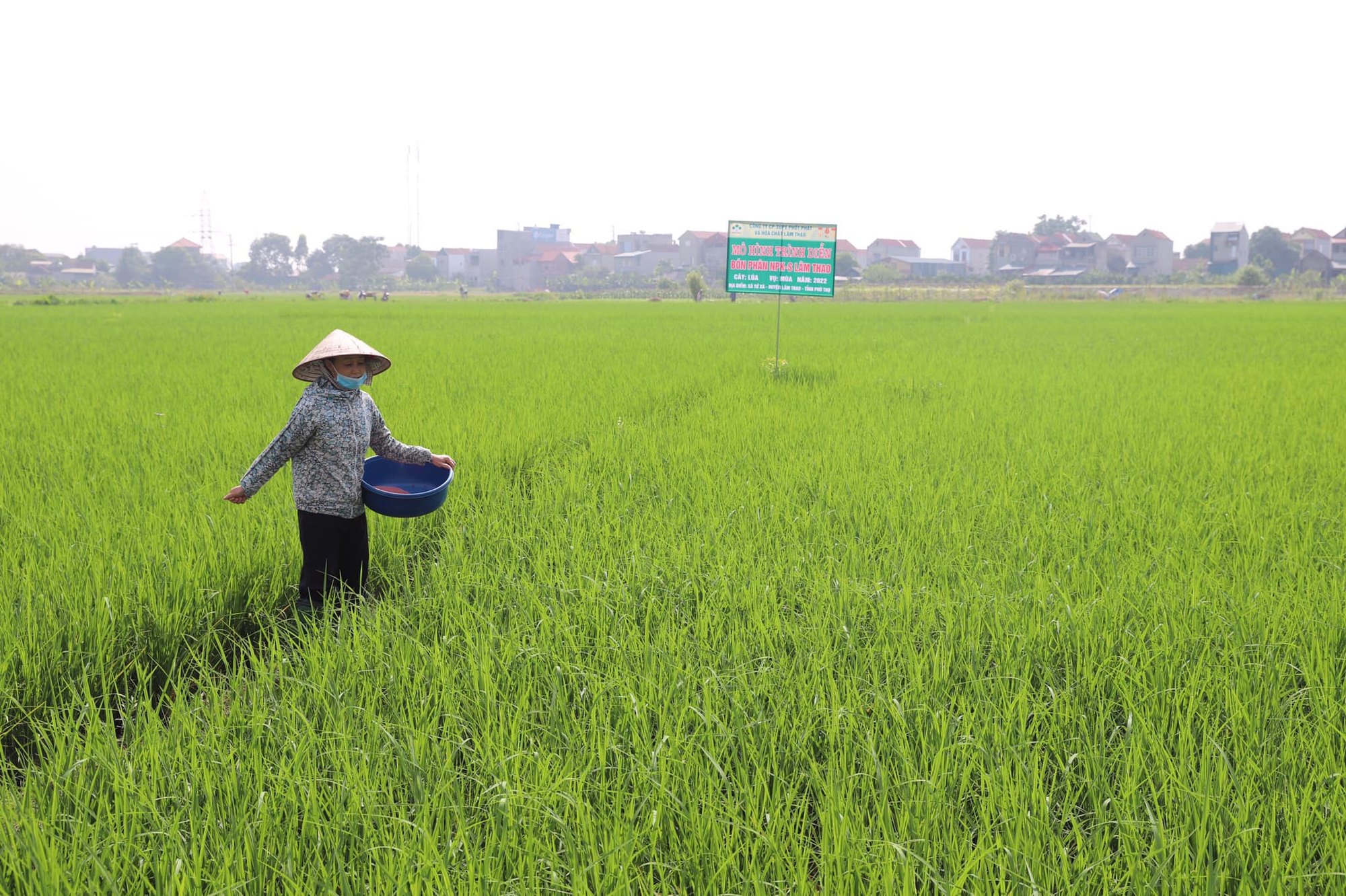 Kết hợp &quot;bộ ba&quot; phân bón Lâm Thao, lúa mùa đẻ nhiều nhánh, &quot;sạch&quot; sâu bệnh - Ảnh 1.