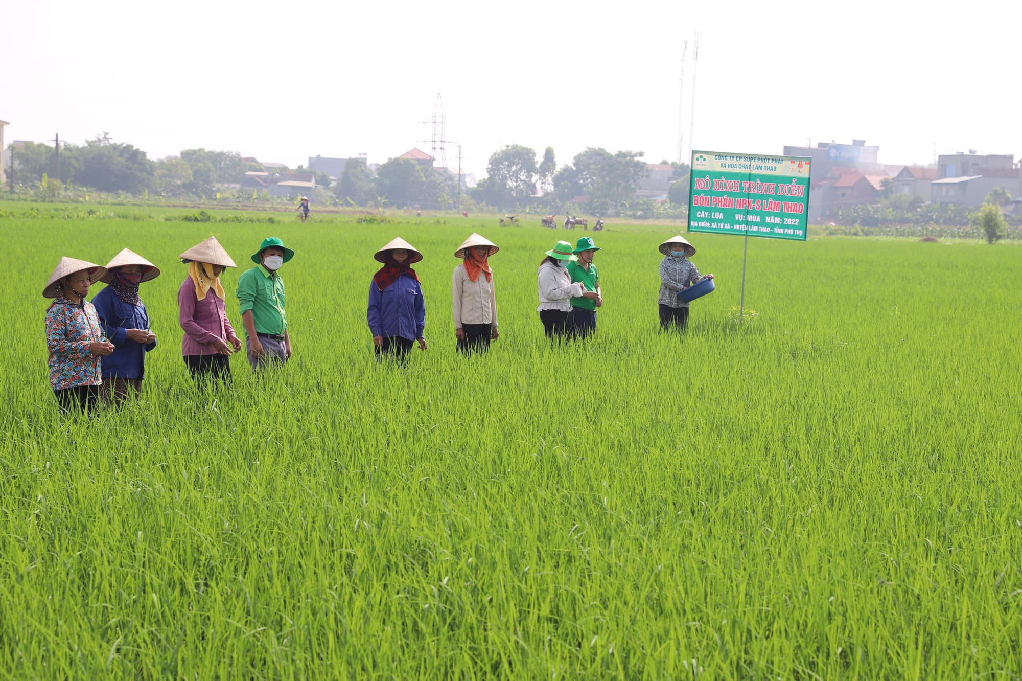 Kết hợp &quot;bộ ba&quot; phân bón Lâm Thao, lúa mùa đẻ nhiều nhánh, &quot;sạch&quot; sâu bệnh - Ảnh 2.