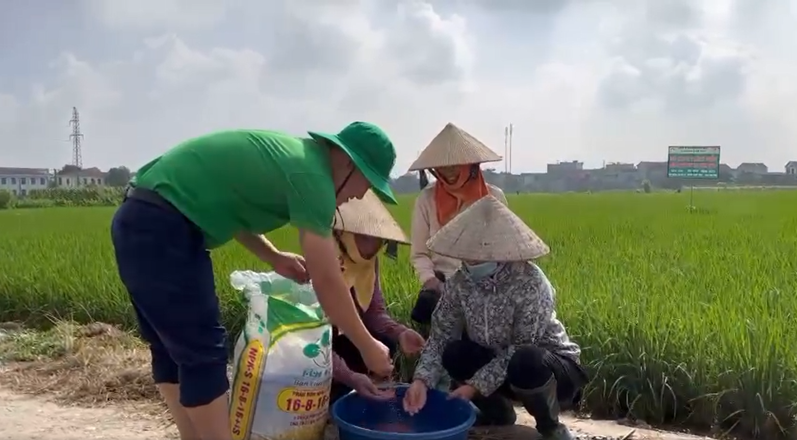 Kết hợp &quot;bộ ba&quot; phân bón Lâm Thao, lúa mùa đẻ nhiều nhánh, &quot;sạch&quot; sâu bệnh - Ảnh 3.