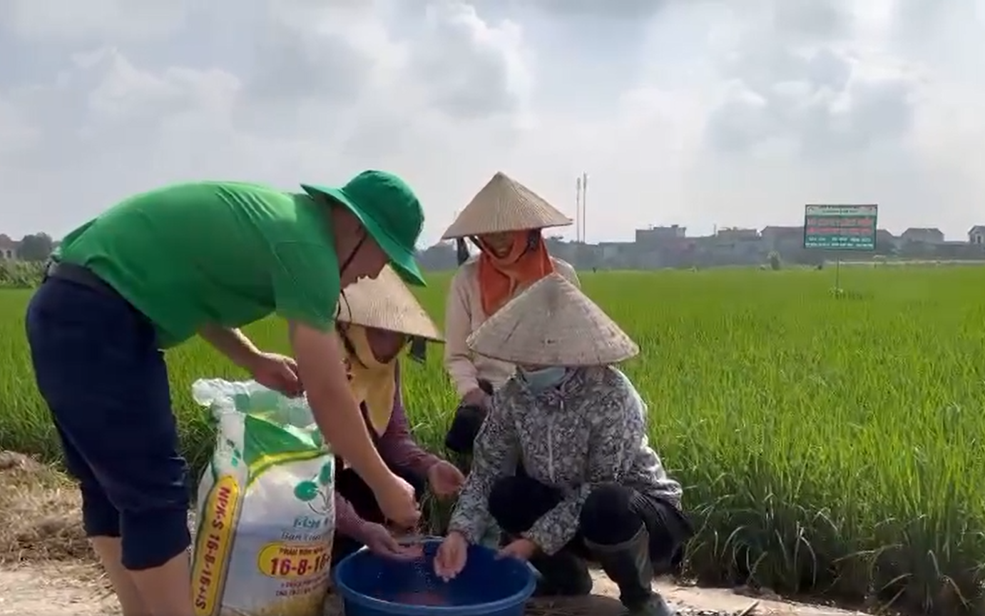 Kết hợp "bộ ba" phân bón Lâm Thao, lúa mùa đẻ nhiều nhánh, "sạch" sâu bệnh