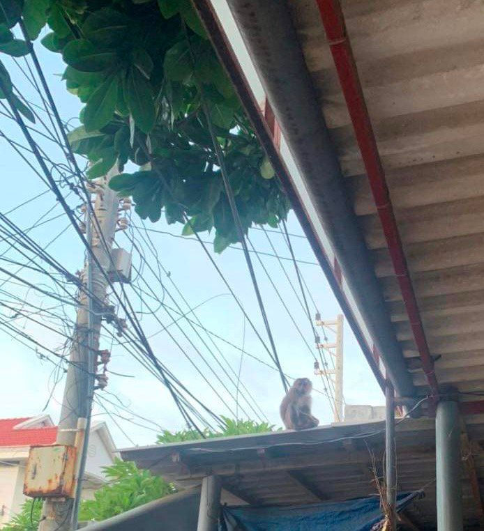 Một con khỉ xổng chuồng ra ngoài cắn bị thương 7 trẻ em ở đảo Phú Quý của Bình Thuận - Ảnh 2.