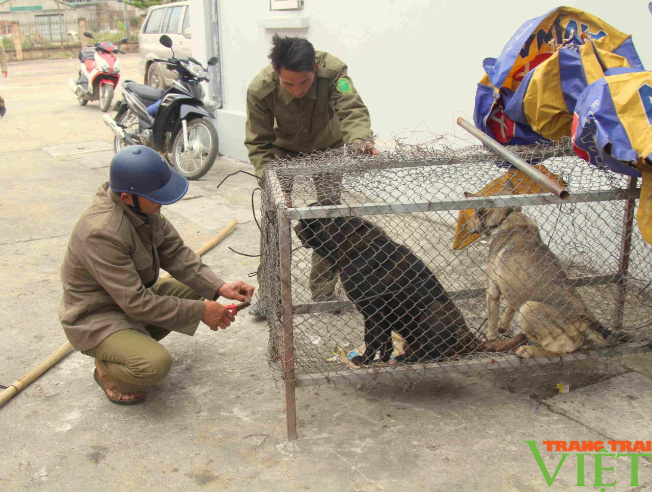 Huyện vùng cao Lai Châu chủ động phòng chống bệnh dại  - Ảnh 2.