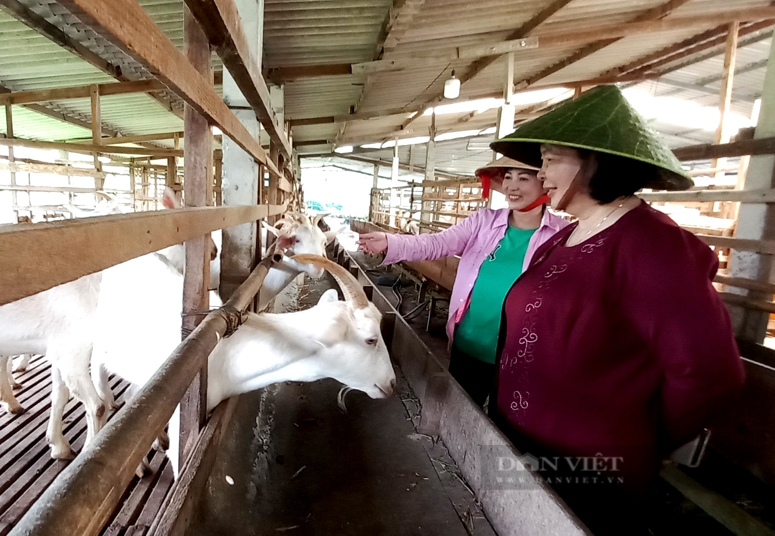 Nuôi dê sữa cho ở nhà sàn, có sân chơi, làm du dịch nữ nông dân “thủ phủ trái cây” thu tiền tỷ - Ảnh 1.