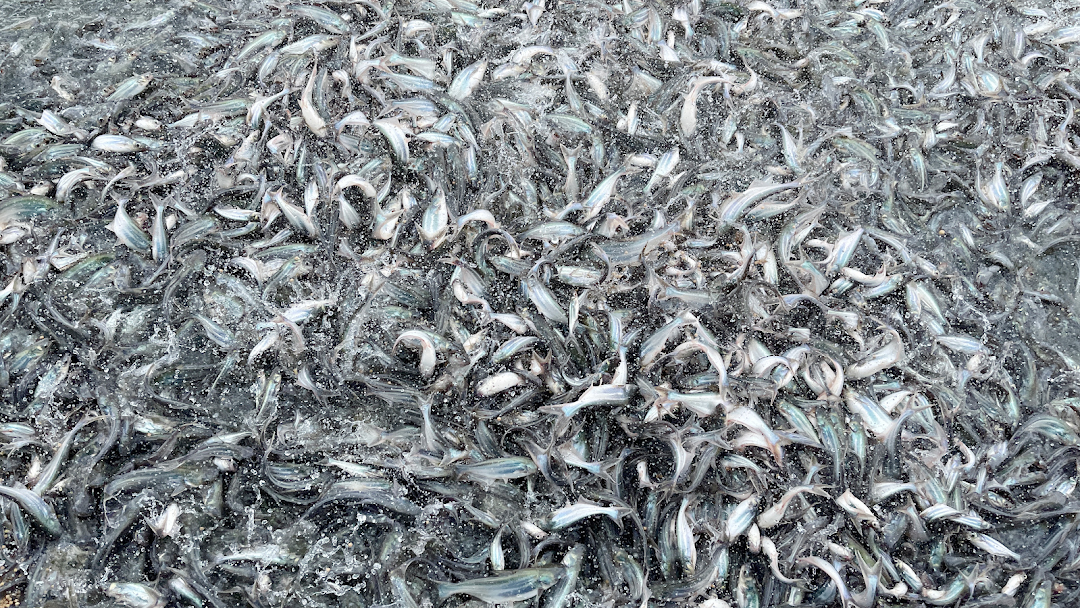 Thiếu hụt chất kích thích sinh sản từ Trung Quốc, giá cá tra giống ở ĐBSCL tăng - Ảnh 1.