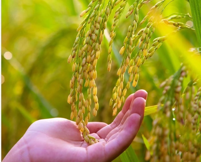 Tìm nguyên nhân khiến giá gạo xuất khẩu của Việt Nam giảm - Ảnh 1.