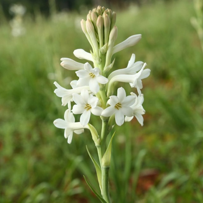 Loài hoa vốn được dùng để thắp hương lại có thể dùng để chế biến thành đặc sản vô cùng lạ miệng - Ảnh 1.