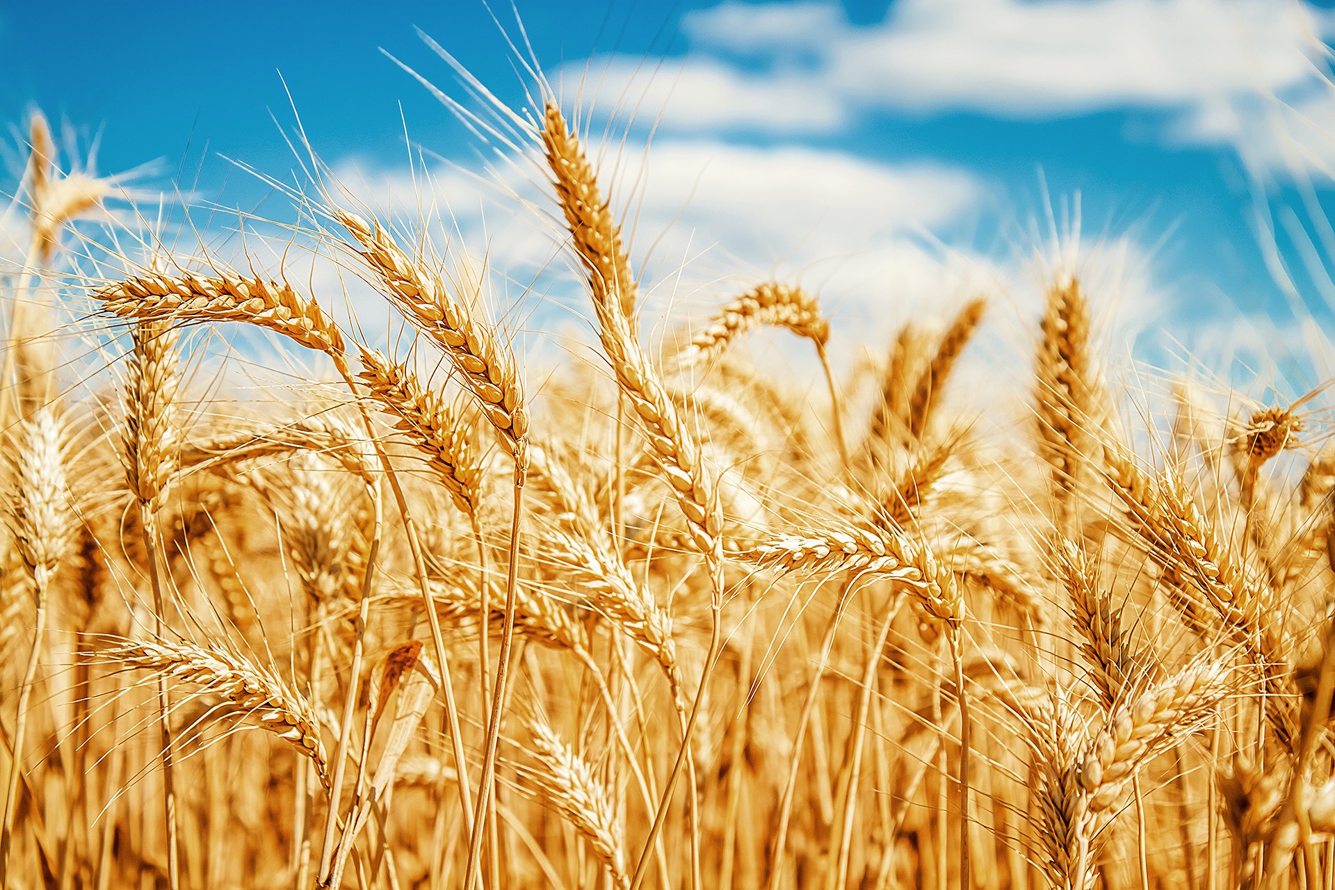 Giá lúa mì tăng cao khiến giá bánh mì tăng chóng mặt, Nigeria muốn nhập khẩu lúa mì biến đổi gen  - Ảnh 1.