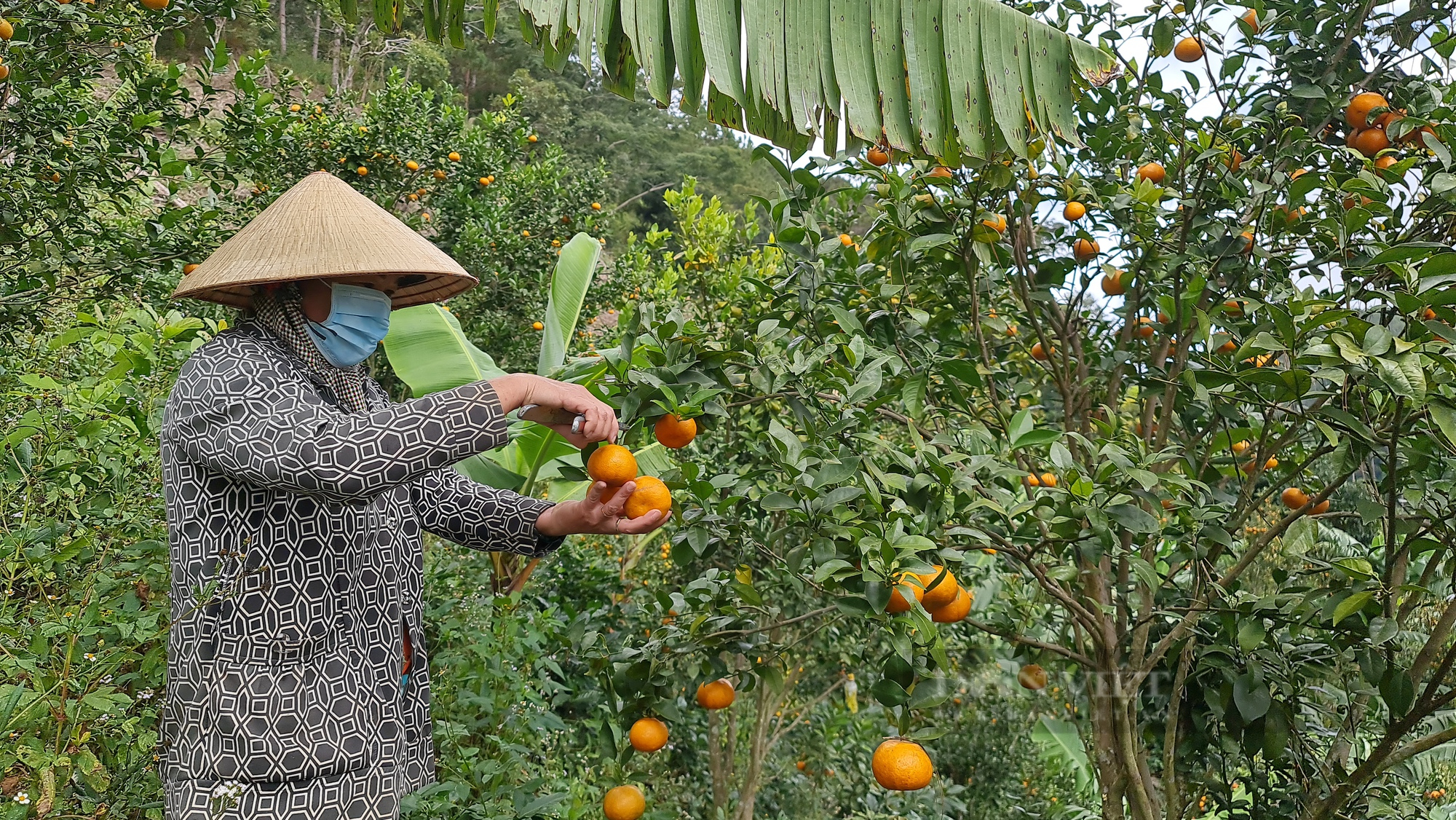 Phong trào Nông dân sản xuất kinh doanh giỏi: Hàng ngàn hộ dân ở Lâm Đồng vươn lên làm giàu chính đáng - Ảnh 3.